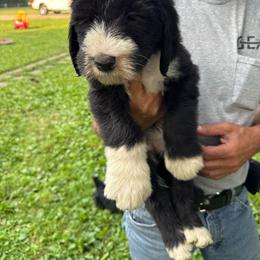 White - Black and white female Sheepadoodle puppy in Eleva, Wisconsin from Molly’s Doodles