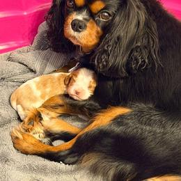 Cavalier King Charles Spaniel puppies from DunEakins Cavaliers