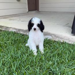 Miles - Phantom male Poodle puppy in Crosby, Texas from Painted Rose Poodles and Doodles
