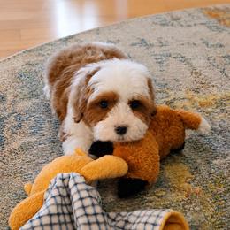 John - Red  male Goldendoodle puppy in Floyd, Virginia from Hearts and Paws Poodles and Doodles