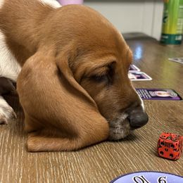 Basset Hounds from Fawn's Bassetts
