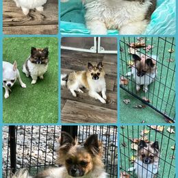 Asher - Black sabled fawn male Chihuahua puppy in Palmyra, Indiana from Country Star Chihuahuas