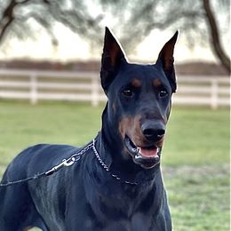 Azul - Doberman Pinscher