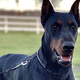 Azul - Doberman Pinscher