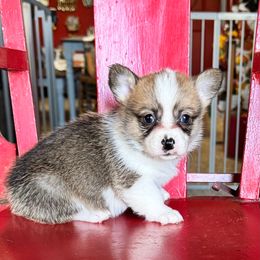 Val- AKC only one with a tail - Sable female Pembroke Welsh Corgi puppy in Casper, Wyoming from Flying Note Shorties