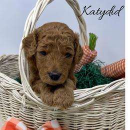 Goldendoodle and Labradoodle Puppies from Must Love Doodles