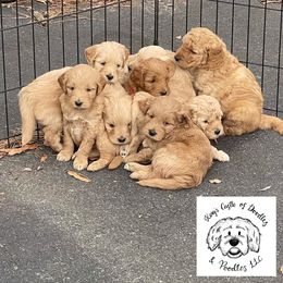 Goldendoodle and Poodle Puppies from King’s  Castle of Doodles
