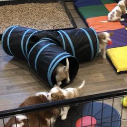 Cavalier King Charles Spaniel Puppies from Streffield Cavaliers