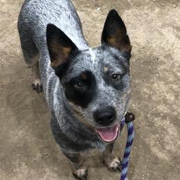O-So - Australian Cattle Dog