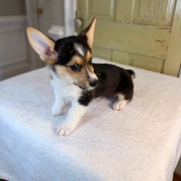 Bart - Black and tan male Pembroke Welsh Corgi puppy in Snellville, Georgia from Laur's Classic Corgis