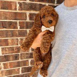 Coco - Red  male Goldendoodle puppy in Fulshear, Texas from Little Potatoes