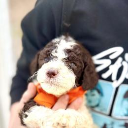 Hersheys kiss - Parti male Goldendoodle puppy in Cross, South Carolina from DoodleDandy & Danes