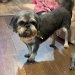 Zoey - Shih Tzu