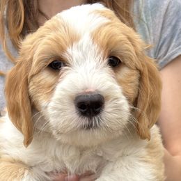 Hickory - Apricot male Goldendoodle puppy in Morriston, Florida from Florida's Joyful Goldendoodles