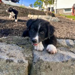Aries - Black & white male Australian Shepherd puppy in Quincy, Massachusetts from William's Aussies