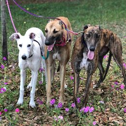 Dogo Argentinos and Greyhounds from Wayward’s Dogos and Spellbound Greyhounds
