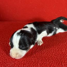 The Garden Litter - Lily - Black and tan female Pembroke Welsh Corgi puppy in Victoria, Texas from Clear Creek Corgis