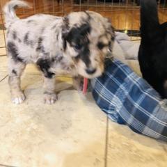 Bordoodle Puppies from Korbella Farm