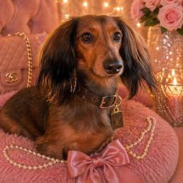 Moana - Dachshund