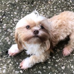Dakota Nova - Shih Tzu