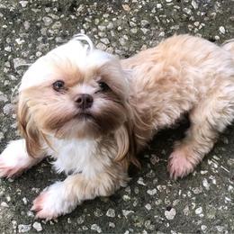 Dakota Nova - Shih Tzu