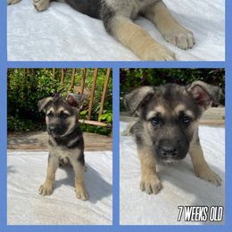 German Shepherd Puppies from Pocono GSD