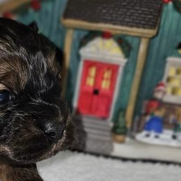 Assorted Doodle Crosses, Aussiedoodles, and Cockapoos from Phamily Doodles