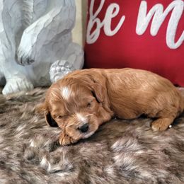 Cavapoo and Dachshund Puppies from Barnyard Dachshunds, Dals & Doodles