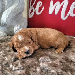 Cavapoo and Dachshund Puppies from Barnyard Dachshunds, Dals & Doodles