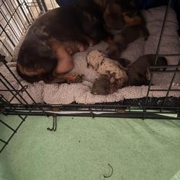 Mocha - Dachshund
