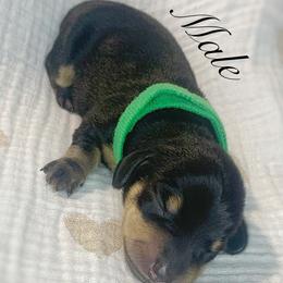 Dachshund Puppies from BooneDox Mini Dachshunds