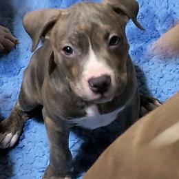 Antares boy 2 - Blue brindle male American Bully puppy in Phoenix, Arizona from Superstes Guard