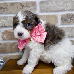 Jovie - Merle - Merle female Bernedoodle puppy in Bowling Green, Ohio from Windy Creek Doodles