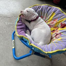 American Bulldog Puppies from Slayton's American Bulldogs