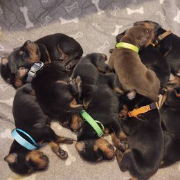 Doberman Pinscher Puppies from Davis Family Dobermans