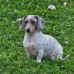 Baby Bird or 🦤 Dodobird - Dachshund