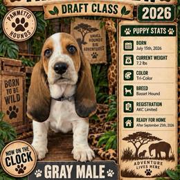 Gray - Black white and brown male Basset Hound puppy in Columbia, South Carolina from Pawmetto Hounds