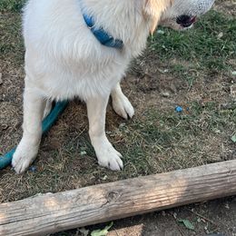 Golden Retriever Puppies from Bluehorsegoldens