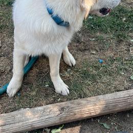 Golden Retriever Puppies from Bluehorsegoldens
