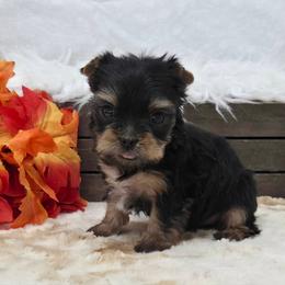 Emmi SMALL - Blue and gold female Yorkshire Terrier puppy in Monticello, Iowa from Ashley’s Puppies