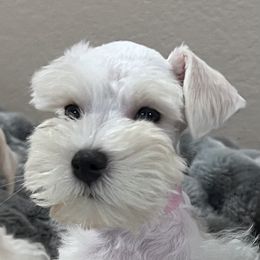 Miniature Schnauzer Puppies from SoCal Beards and Brows