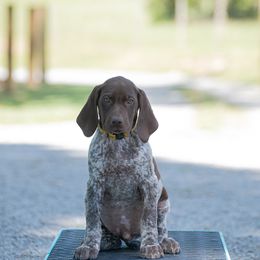 German Shorthaired Pointer and Vizsla Puppies from Nosam Kennels