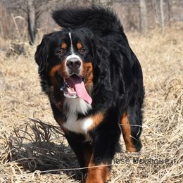 Bernese Mountain Dog puppies from Summit Soulmate