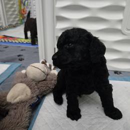 Boy 2 - Black male Poodle puppy in Palm Harbor, Florida from Amari Miniature Poodles