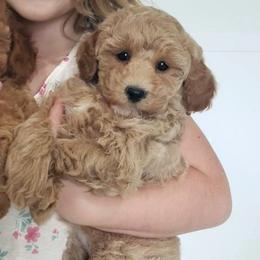 Sugar Mini Poodle Raised in Home - Cream female Poodle puppy in Falcon, Missouri from Cedar House Heritage Poodles | AKC Toy & Miniature Poodle Puppies Raised in Home