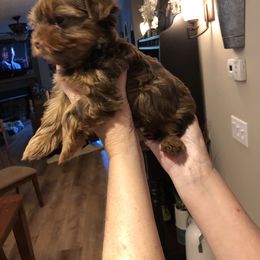 Yorkshire Terrier Puppies from Happy Days Acres and Yorkies