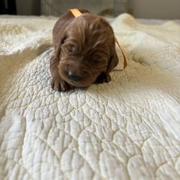 Girl 3 - Goldendoodle puppy in Mississippi from Beck's Doodles