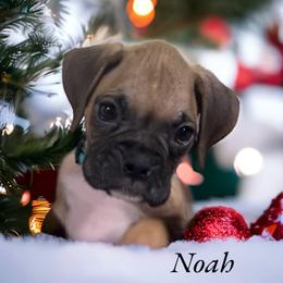 Boxer Puppies from Kristi Kenny