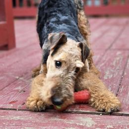 Isla - Airedale Terrier