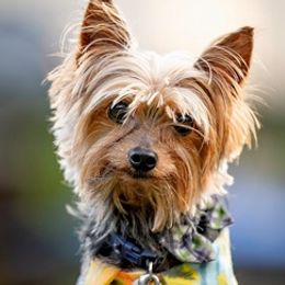 Yorkshire Terriers from Yorkie Paws